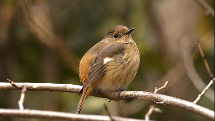 red backed shrike