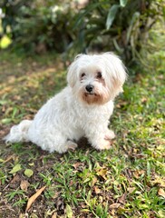 Cute white maltese dog