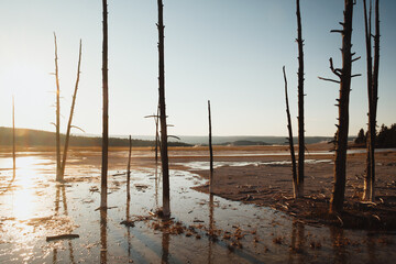 Obraz premium Dead tall pine tree trunks rise from the geothermal ground, surrounded by hot spring water, Yellowstone Park
