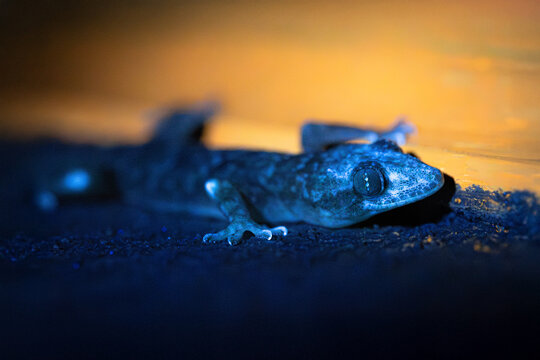 UVIVF Photography of a Gecko Reptile With Glowing Blue Fluorescent Skin Under Ultraviolet 365nm Light Intricate Skin Patterns with a Warm Background and with Contracted Bright Cyan Slit-shaped Pupil