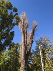 Obraz premium A large tree withered and died after pruning the trunk and branches