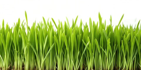 Fototapeta premium Lush Grass Edge Photography: Vibrant and Textured Images for Backgrounds, Posters, Headers, Backdrops, and Creative Graphic Design Projects