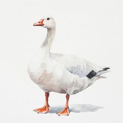 Obraz premium Watercolor painting of a white goose on a white background. 