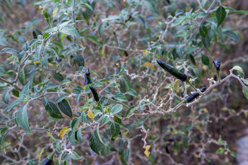 CHILES FRESCOS