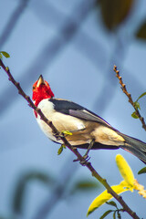 Pássaro galo de campina em um galho de árvore