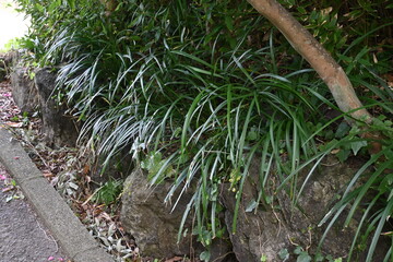 White lilyturf (Ophiopogon jaburan). Asparagaceae perennial plants. Grows in partial shade, blooms small white flowers in summer and produces green fruits after flowering.