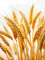 Golden Wheat Photography: Stock Photo for Backgrounds, Headers, Posters, and Design Project