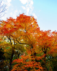 Vibrant Fall Scene of Trees and Leaves in the Park - landscape in Canada