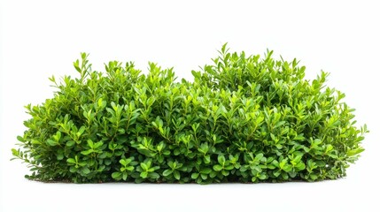 Fototapeta premium Green decorative shrubs isolated on white background, garden design element