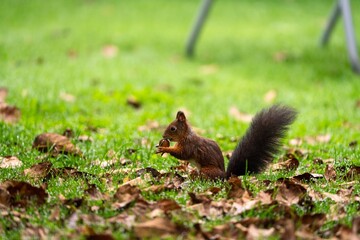 Eichhörnchen