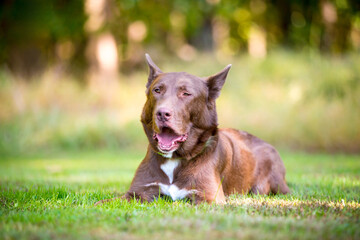 A dog lying in the grass and making a funny face yawning