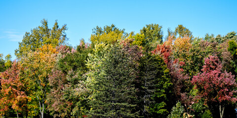 Fototapeta premium Vibrant Fall Scene of Trees and Leaves in the Park - landscape in Canada