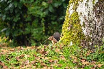 Eichhörnchen