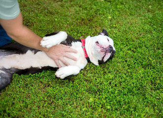 A Pit Bull Terrier mixed breed dog receiving a belly rub