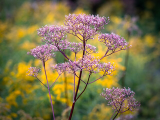 Discover Delicate Flower Petals and Botanical Textures in Macro