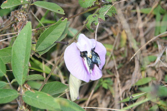 Biene und Blume 