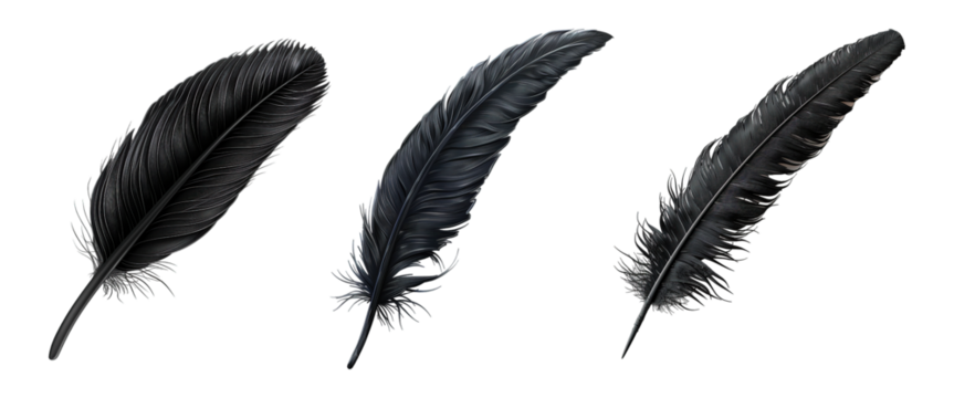 Black Quill Set on Transparent Background