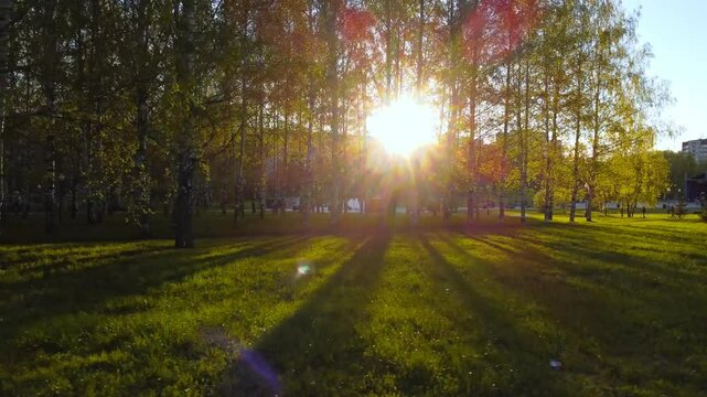 Aerial Sunset in Park with Trees