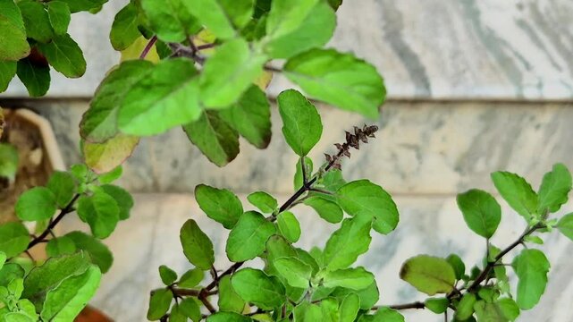 Holy basil or tulsi in the garden, these aromatic hot basil plants are used in traditional medicine in Asia.
