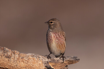 Male linnet perched on dry branch of tree. Beautiful songbirds. Bird with brown, black, white and red colours. Birds in natural environment. Linnet with curious look. Linaria cannabina.