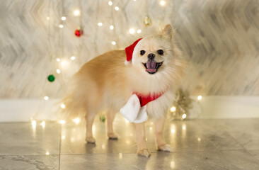 A small dog, funny and cute,of the Pomeranian breed,sits against the background of New Year's...