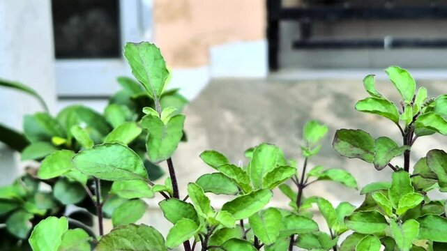 Holy basil or tulsi in the garden, these aromatic hot basil plants are used in traditional medicine in Asia.