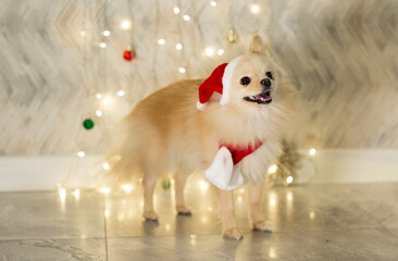 A small dog, funny and cute,of the Pomeranian breed,sits against the background of New Year's...