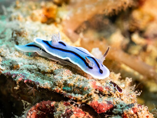 Nudibranch (Chromodoris willani)