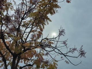 Tree in front of the sun covered in clouds