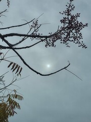 Bare branches on a tree in front of a sun covered with clouds