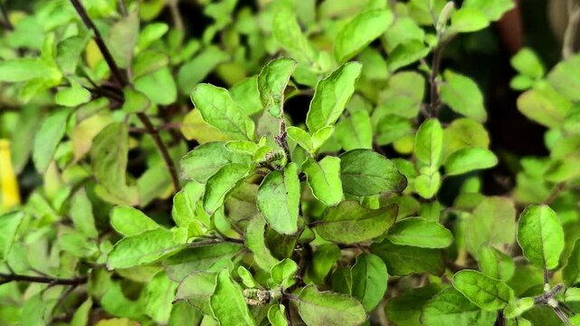 Holy basil or tulsi in the garden, these aromatic hot basil plants are used in traditional medicine in Asia.