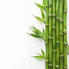 green bamboo isolated on a white background