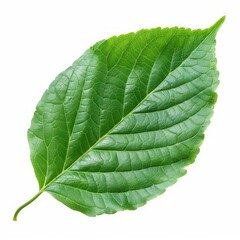 Obraz premium green leaf on white background