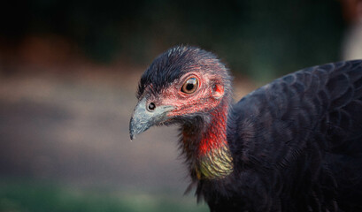 close up of a turkey 