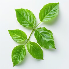 Obraz premium green leaves isolated on a white