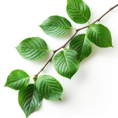 Obraz premium Green leaves with branch isolated on white background