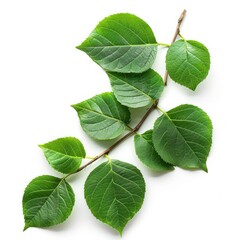 Fototapeta premium Green leaves with branch isolated on white background