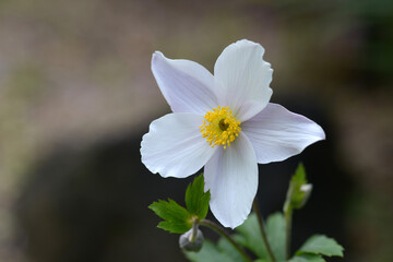 シュウメイギク