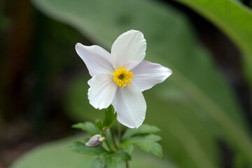 シュウメイギク