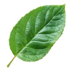 Obraz premium Green rose leaf isolated on white background cutout