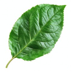 Obraz premium Green rose leaf isolated on white background cutout