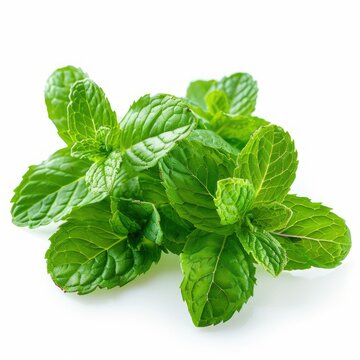 One fresh peppermint herb close up macro shot isolated on white background