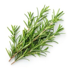 Fototapeta premium Rosemary herb leaves isolated on white background.