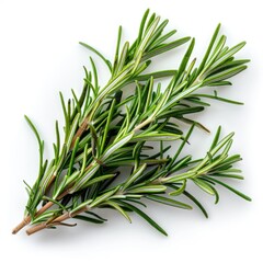 Fototapeta premium Rosemary herb leaves isolated on white background.