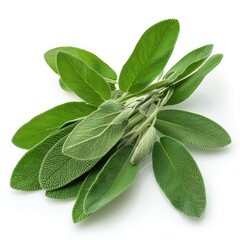 Obraz premium Sage leaves isolated on white background cutout.