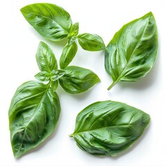 Fototapeta premium Set of fresh basil leaves isolated on white