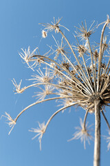 Obraz premium dry plant against blue sky