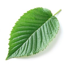 Fototapeta premium Strawberry leaf isolated on white background