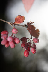 Red barberry berries close up