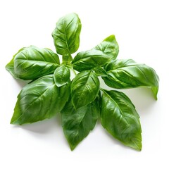 Sweet basil leaves isolated on white background closeup.